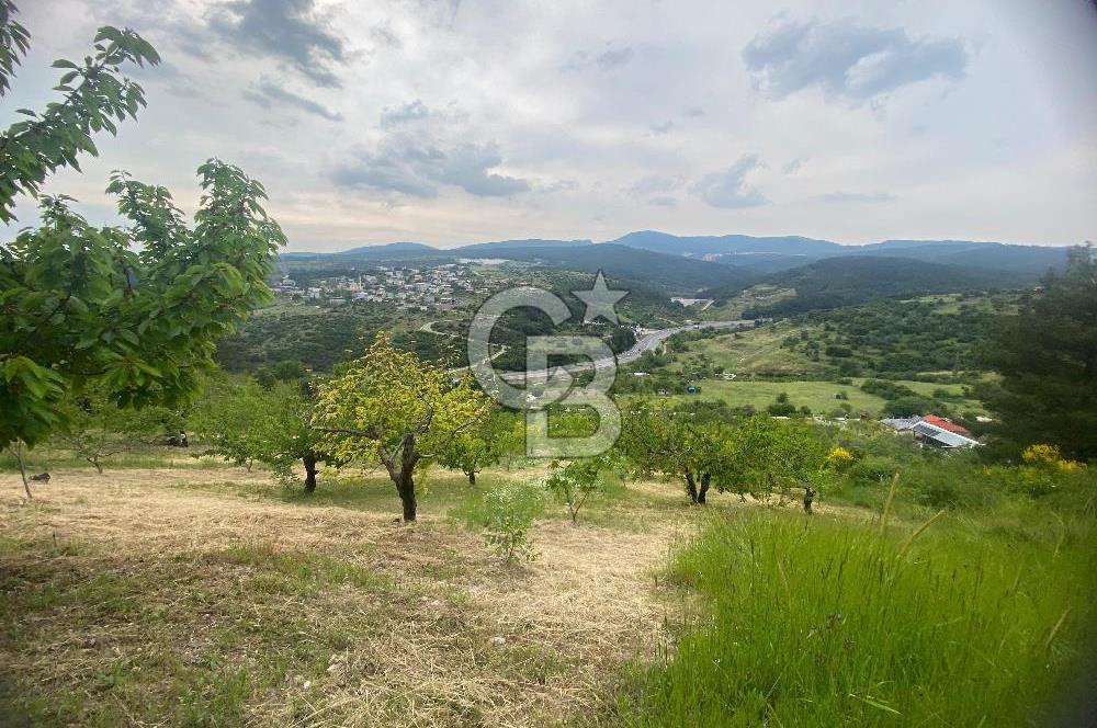 MUSELAND-İZMİR BORNOVA KARAÇAM SATILIK TARLA