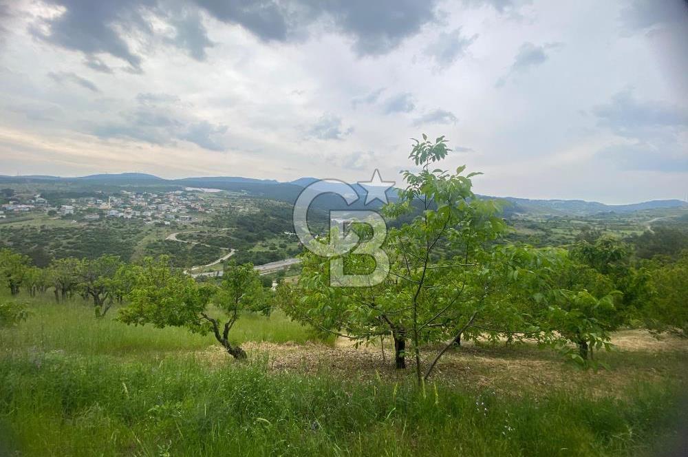 MUSELAND-İZMİR BORNOVA KARAÇAM SATILIK TARLA