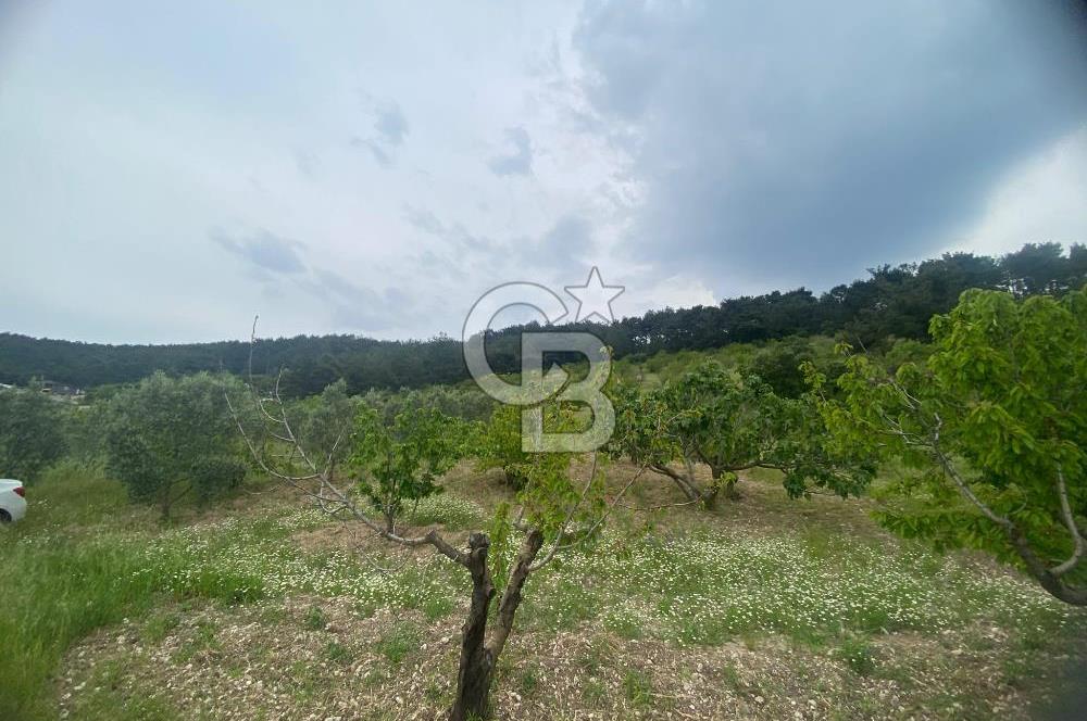 MUSELAND-İZMİR BORNOVA KARAÇAM SATILIK TARLA