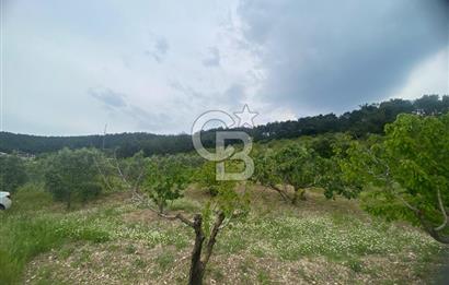 MUSELAND-İZMİR BORNOVA KARAÇAM SATILIK TARLA