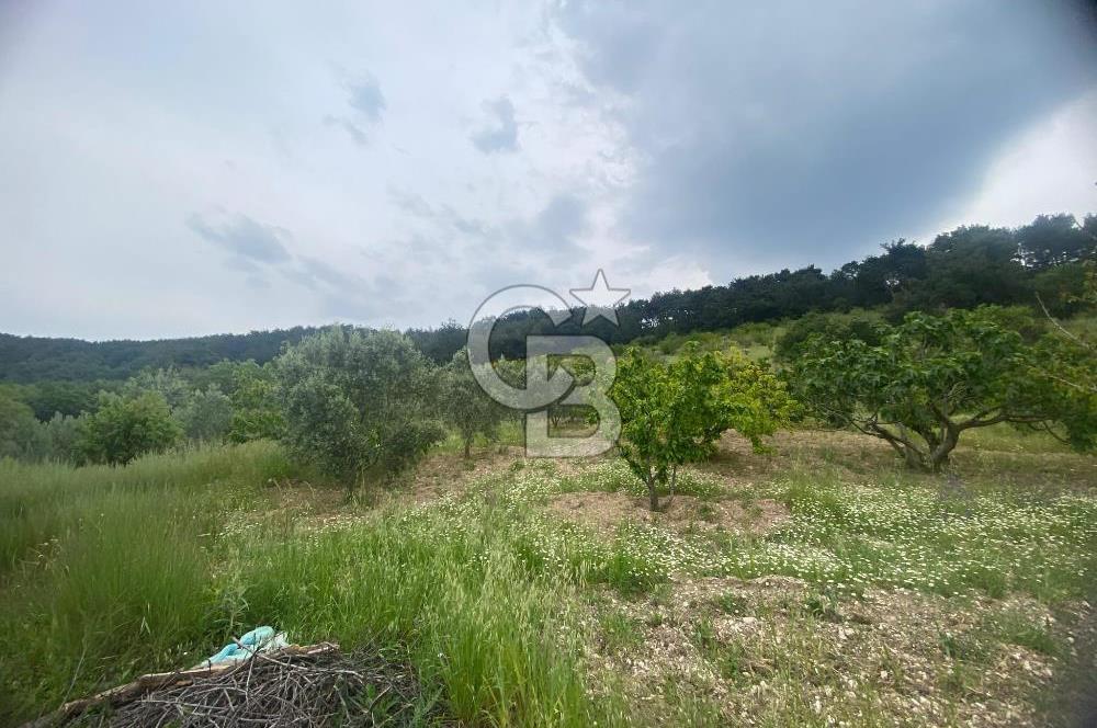 MUSELAND-İZMİR BORNOVA KARAÇAM SATILIK TARLA