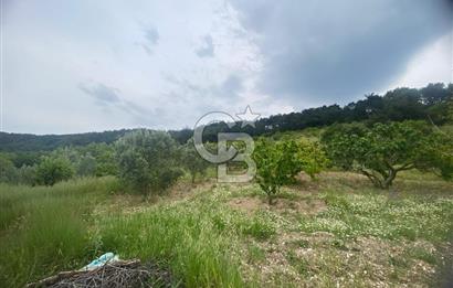 MUSELAND-İZMİR BORNOVA KARAÇAM SATILIK TARLA