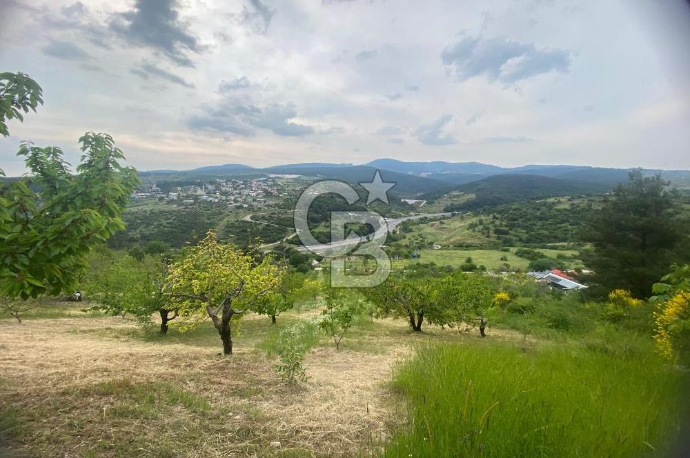 MUSELAND-İZMİR BORNOVA KARAÇAM SATILIK TARLA