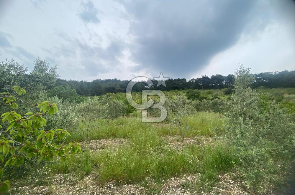 MUSELAND-İZMİR BORNOVA KARAÇAM SATILIK TARLA