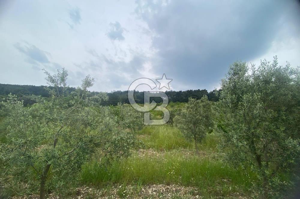 MUSELAND-İZMİR BORNOVA KARAÇAM SATILIK TARLA