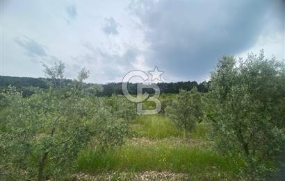 MUSELAND-İZMİR BORNOVA KARAÇAM SATILIK TARLA