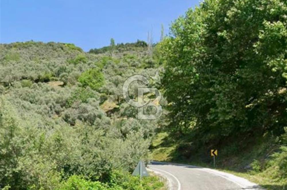 Bayındır Sarıyurt Köyüne ve Yola Yakın Yatırımlık Tarla