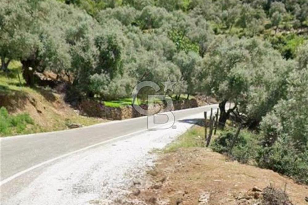 Bayındır Sarıyurtta Şehirden Uzak Kazanca Yakın 1332 m2 Tarla