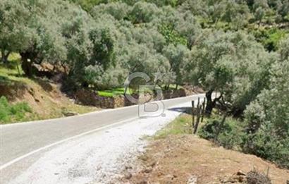Bayındır Sarıyurtta Şehirden Uzak Kazanca Yakın 1332 m2 Tarla