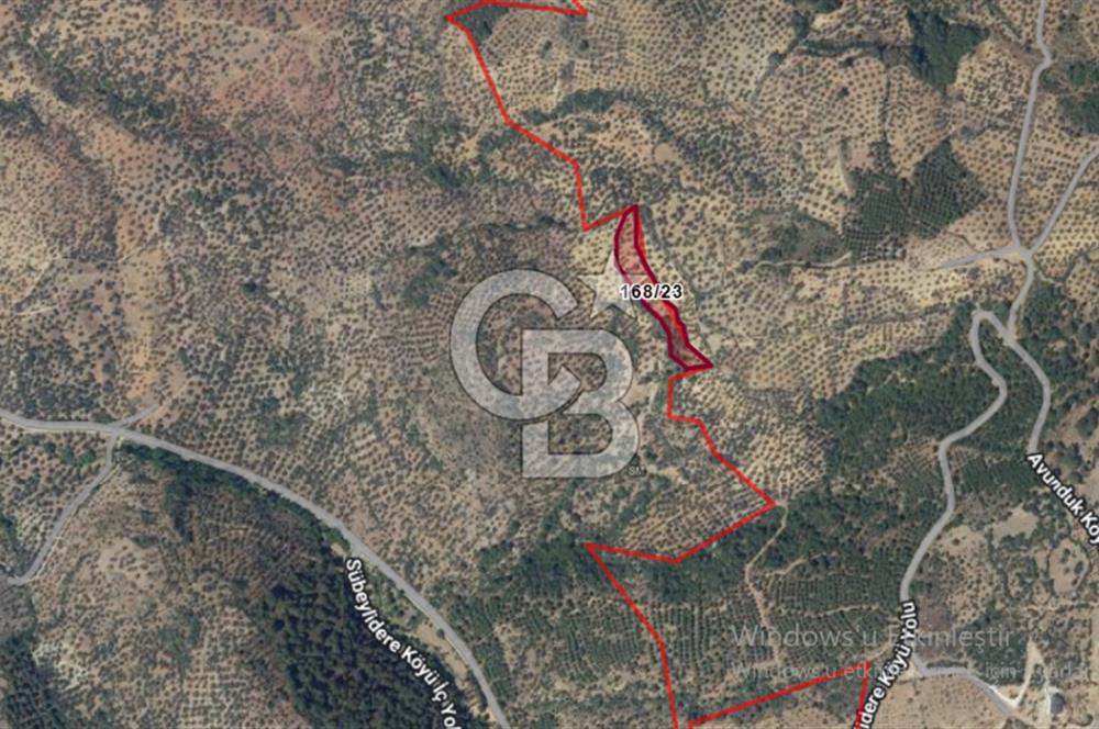 Burhaniye Sübeylidere'de Satılık 1.000.000 TL Zeytinlik