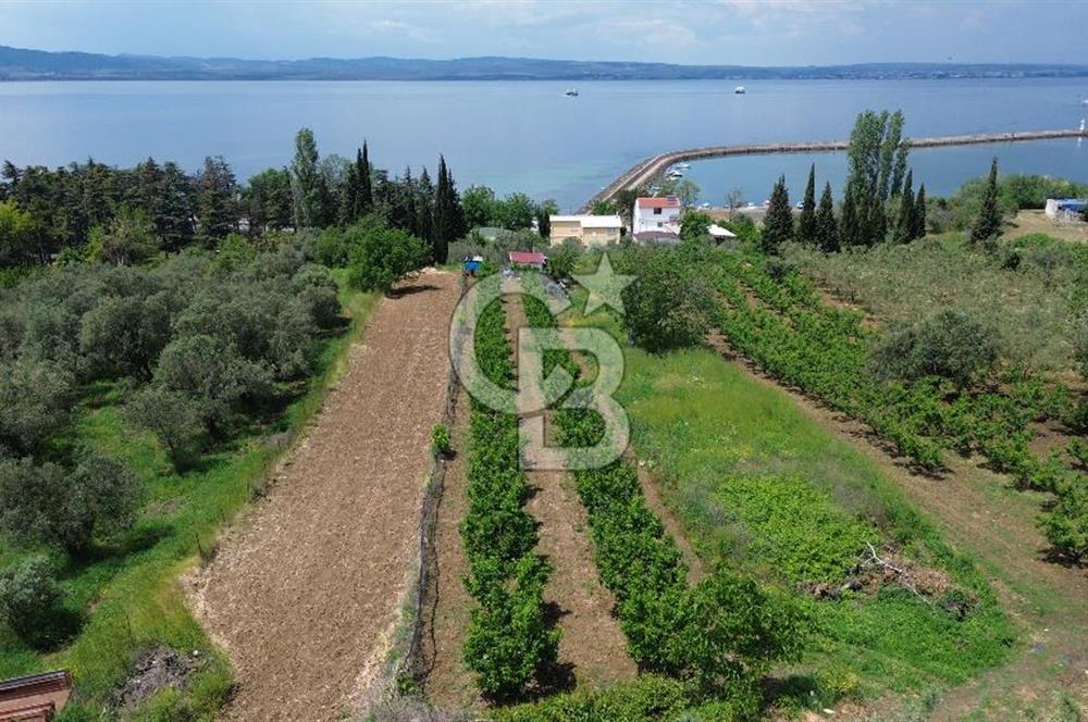 ÇANAKKALE LAPSEKİDE BOĞAZ VE KÖPRÜ MANZARALI SATILIK TARLA