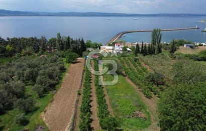 ÇANAKKALE LAPSEKİDE BOĞAZ VE KÖPRÜ MANZARALI SATILIK TARLA