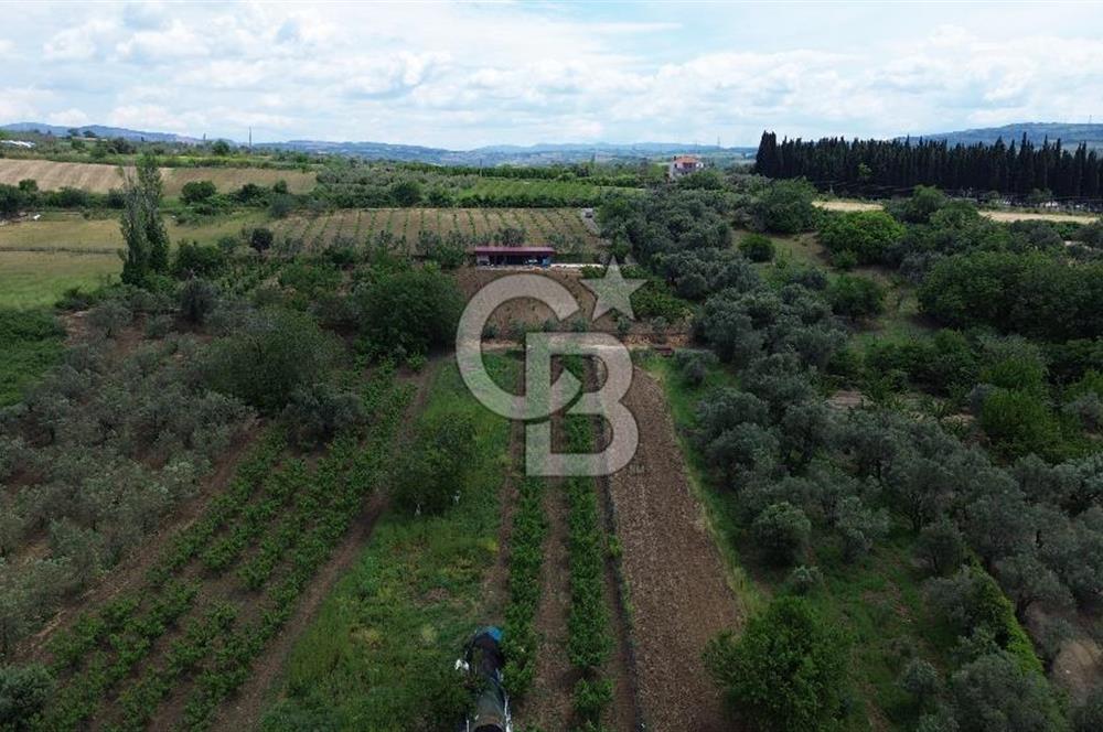 ÇANAKKALE LAPSEKİDE BOĞAZ VE KÖPRÜ MANZARALI SATILIK TARLA