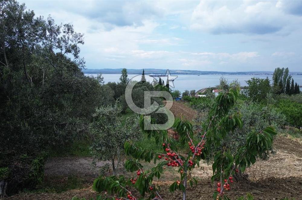 ÇANAKKALE LAPSEKİDE BOĞAZ VE KÖPRÜ MANZARALI SATILIK TARLA