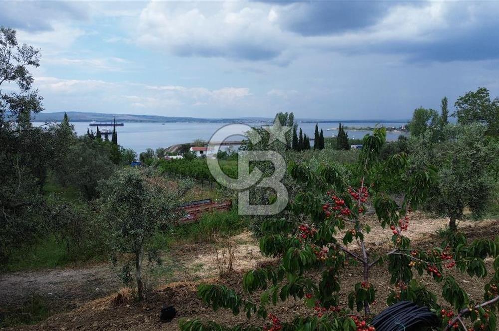 ÇANAKKALE LAPSEKİDE BOĞAZ VE KÖPRÜ MANZARALI SATILIK TARLA