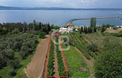 ÇANAKKALE LAPSEKİDE BOĞAZ VE KÖPRÜ MANZARALI SATILIK TARLA