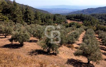 ŞİRİNCE'NİN EŞSİZ DOĞASINDA YATIRIMLIK FIRSAT ZEYTİNLİK