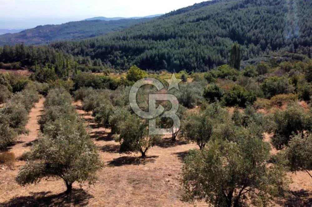 ŞİRİNCE'NİN EŞSİZ DOĞASINDA YATIRIMLIK FIRSAT ZEYTİNLİK