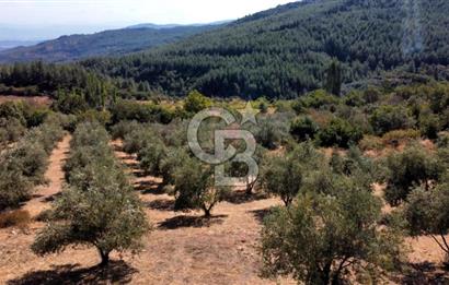 ŞİRİNCE'NİN EŞSİZ DOĞASINDA YATIRIMLIK FIRSAT ZEYTİNLİK