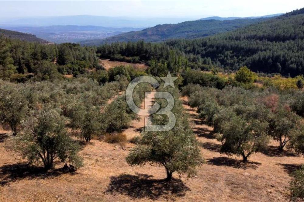 ŞİRİNCE'NİN EŞSİZ DOĞASINDA YATIRIMLIK FIRSAT ZEYTİNLİK