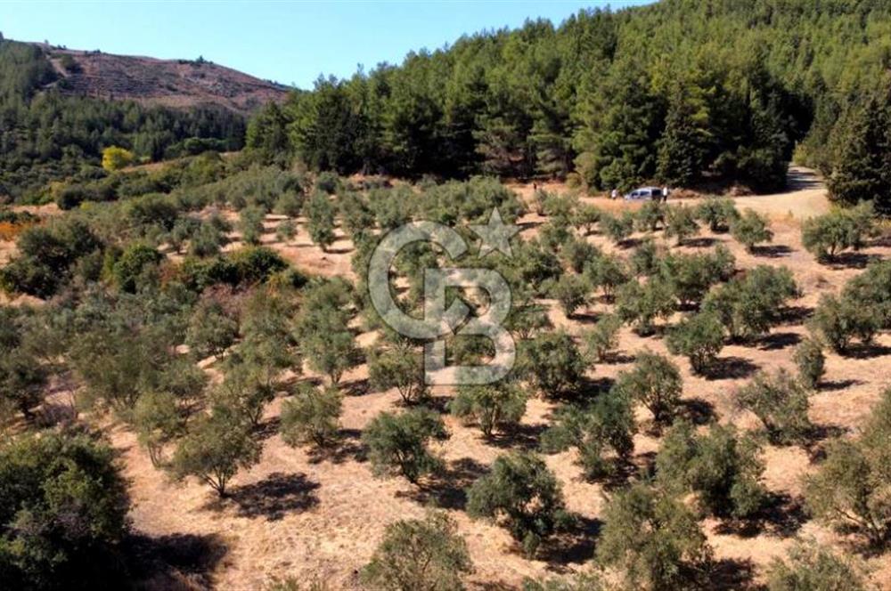 ŞİRİNCE'NİN EŞSİZ DOĞASINDA YATIRIMLIK FIRSAT ZEYTİNLİK