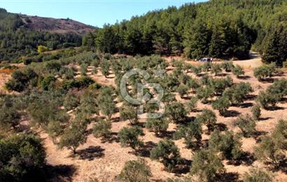 ŞİRİNCE'NİN EŞSİZ DOĞASINDA YATIRIMLIK FIRSAT ZEYTİNLİK