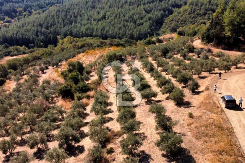 ŞİRİNCE'NİN EŞSİZ DOĞASINDA YATIRIMLIK FIRSAT ZEYTİNLİK