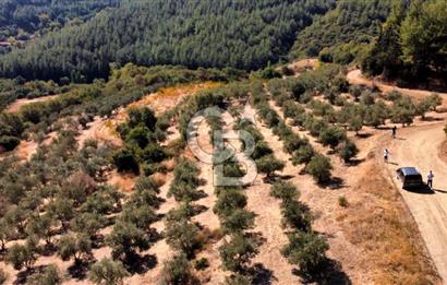 ŞİRİNCE'NİN EŞSİZ DOĞASINDA YATIRIMLIK FIRSAT ZEYTİNLİK
