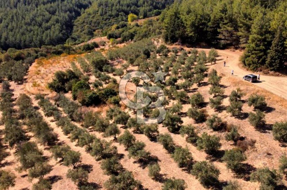 ŞİRİNCE'NİN EŞSİZ DOĞASINDA YATIRIMLIK FIRSAT ZEYTİNLİK