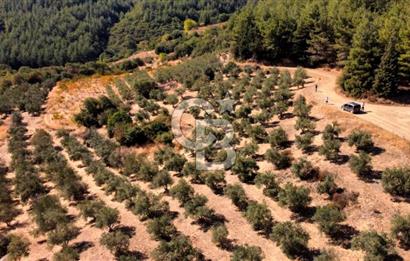 ŞİRİNCE'NİN EŞSİZ DOĞASINDA YATIRIMLIK FIRSAT ZEYTİNLİK