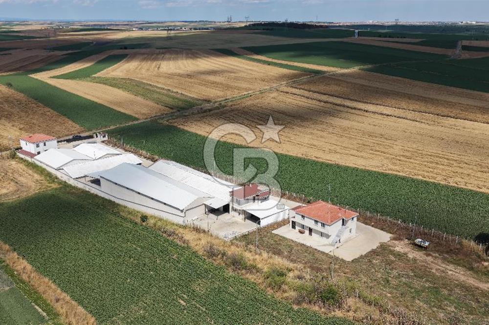 Lüleburgaz Sarıcaali Köyü Kiralık 9.600 M2 Çiftlik