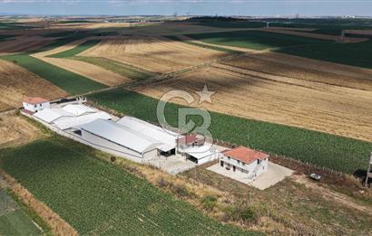 Lüleburgaz Sarıcaali Köyü Kiralık 9.600 M2 Çiftlik