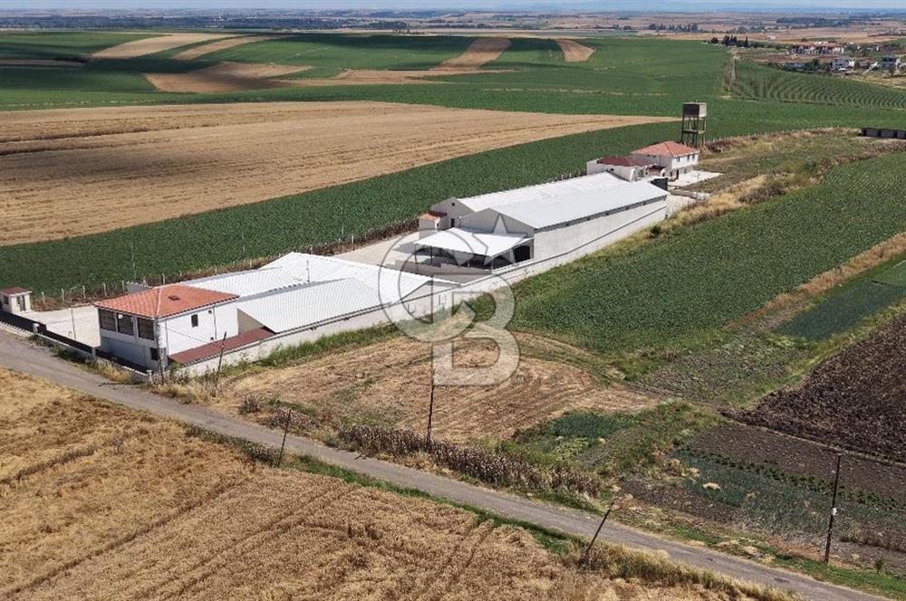 Lüleburgaz Sarıcaali Köyü Kiralık 9.600 M2 Çiftlik
