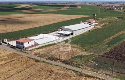 Lüleburgaz Sarıcaali Köyü Kiralık 9.600 M2 Çiftlik
