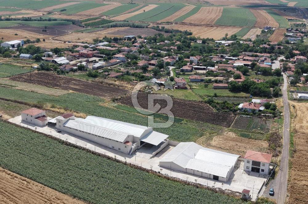 Lüleburgaz Sarıcaali Köyü Kiralık 9.600 M2 Çiftlik