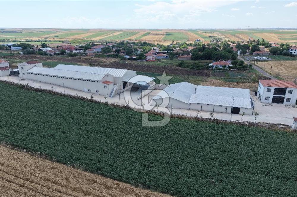 Lüleburgaz Sarıcaali Köyü Kiralık 9.600 M2 Çiftlik