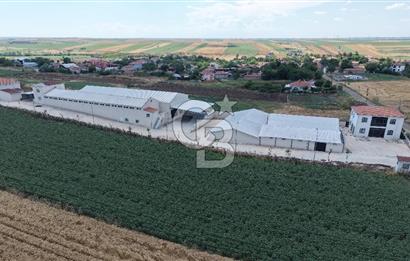 Lüleburgaz Sarıcaali Köyü Kiralık 9.600 M2 Çiftlik
