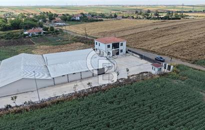 Lüleburgaz Sarıcaali Köyü Kiralık 9.600 M2 Çiftlik