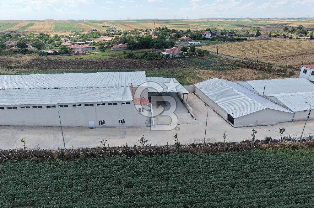 Lüleburgaz Sarıcaali Köyü Kiralık 9.600 M2 Çiftlik