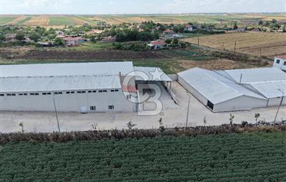 Lüleburgaz Sarıcaali Köyü Kiralık 9.600 M2 Çiftlik