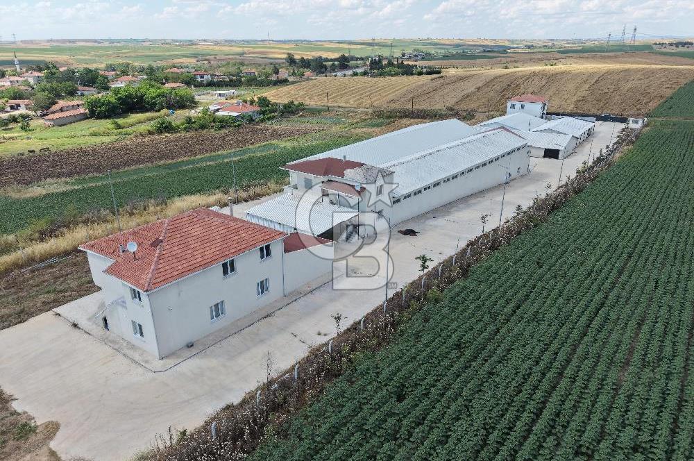 Lüleburgaz Sarıcaali Köyü Kiralık 9.600 M2 Çiftlik