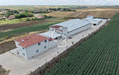 Lüleburgaz Sarıcaali Köyü Kiralık 9.600 M2 Çiftlik