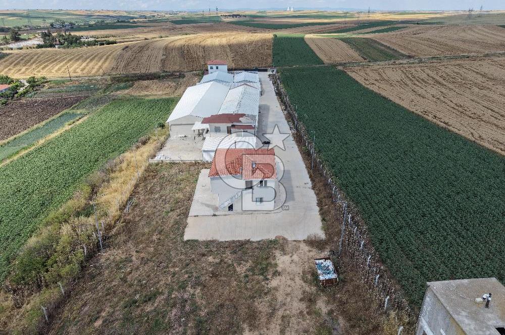 Lüleburgaz Sarıcaali Köyü Kiralık 9.600 M2 Çiftlik