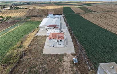 Lüleburgaz Sarıcaali Köyü Kiralık 9.600 M2 Çiftlik