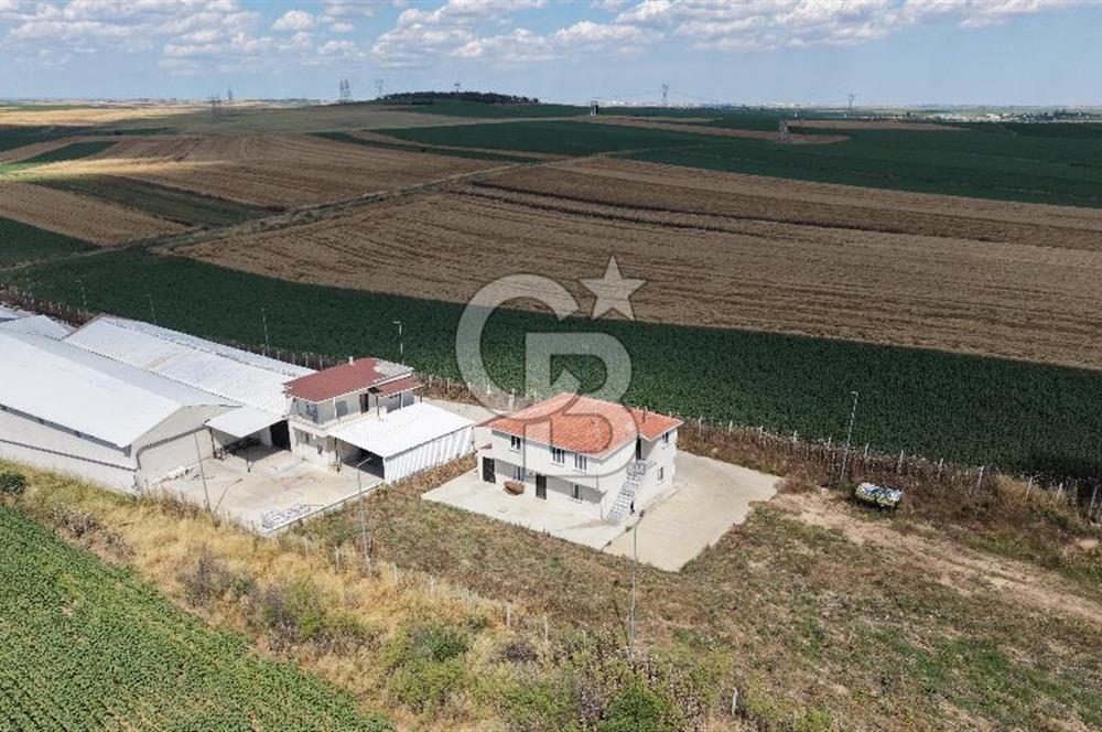 Lüleburgaz Sarıcaali Köyü Kiralık 9.600 M2 Çiftlik