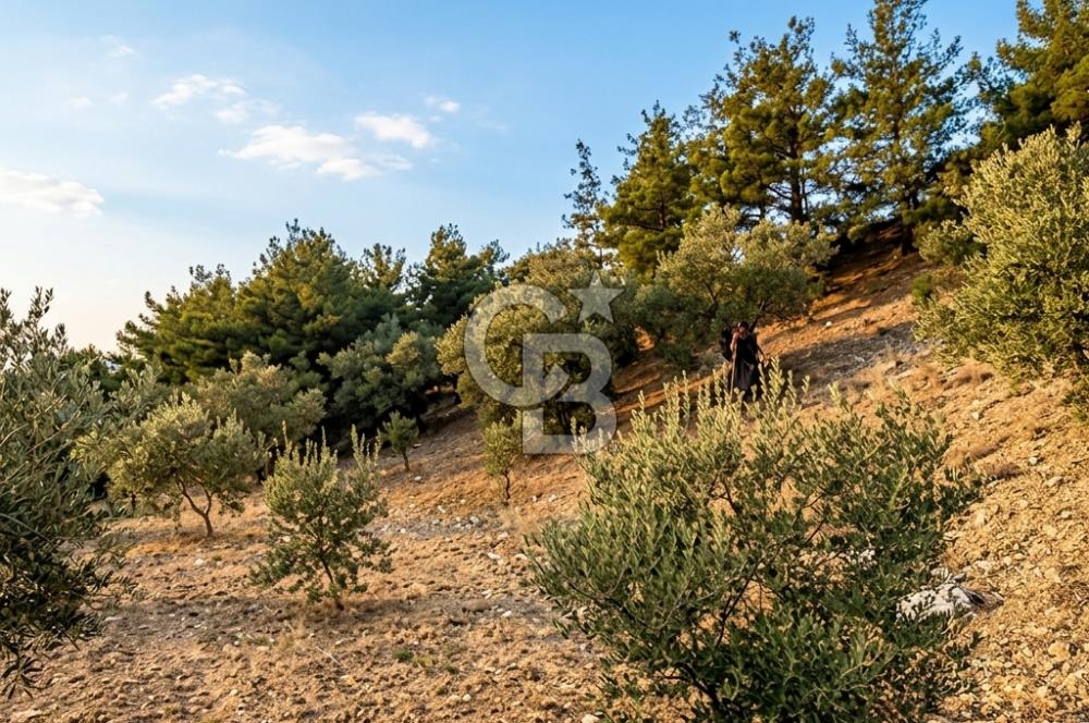 Manisa Akhisar'da Ana Yola Yakın Fırsat Satılık Zeytinlik
