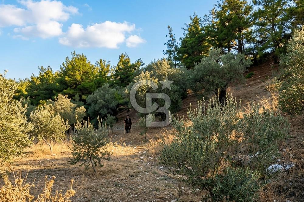 Manisa Akhisar'da Ana Yola Yakın Fırsat Satılık Zeytinlik