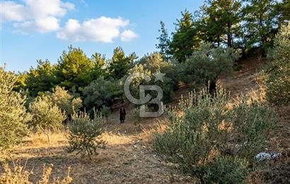 Manisa Akhisar'da Ana Yola Yakın Fırsat Satılık Zeytinlik