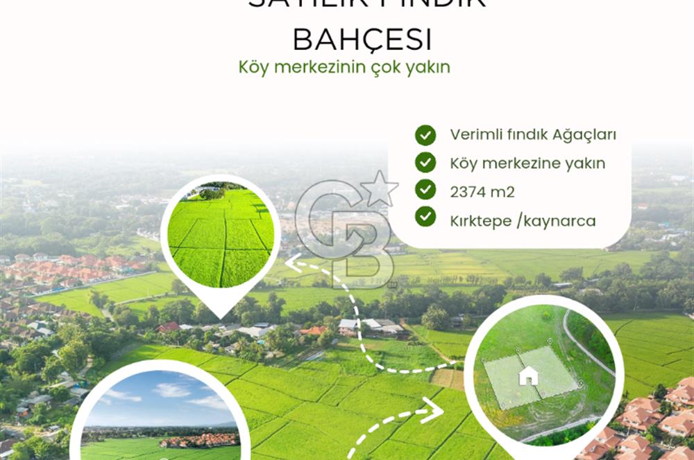 Sakarya kaynarca satılık fındık bahçesi 