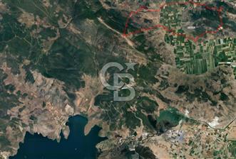 Muğla Milas Karakuyu’da Satılık Verimli Zeytinlik - 10 - 353183